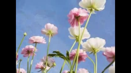 Armik - Flowers simphony