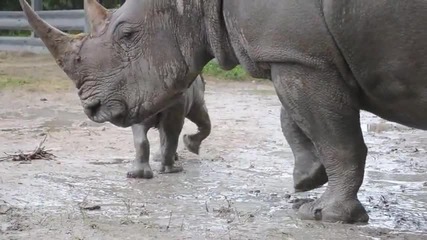 Бебе носорог се учи да се търкаля