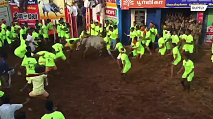 Strong as a bull! Contenders tossed like ragdolls at Indian bull-taming festival
