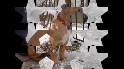 Pit Bull Bg