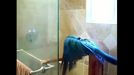 Папагал се къпе ;д