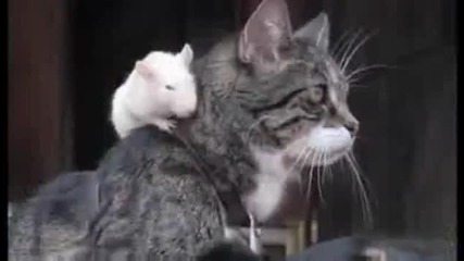 Вечна любов между куче, котка и мишка