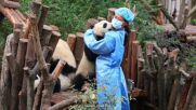 Прегръдки и целувки: Бебе панда показа нагледно какво е любов