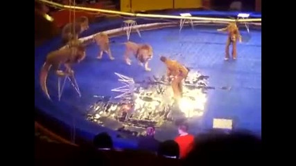 Лъвове пощуряват по време на представление