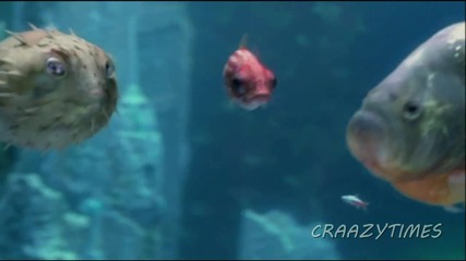 Hd The Chemical Brothers - The Salmon Dance