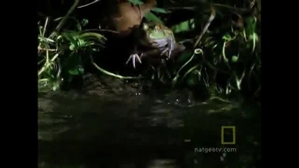 Bullfrog 