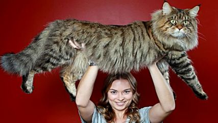 Hай-големите породи котки в света