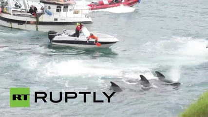 Denmark: Activists film mass whale slaughter on the Faroe Islands [GRAPHIC]