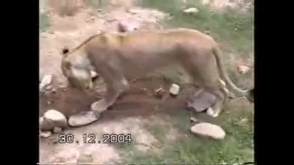 Лъв и Ягуар