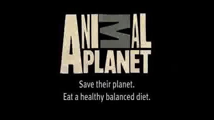 Animal Planet - The animals save the planet