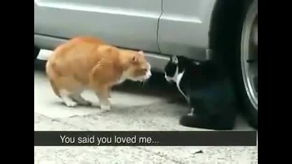 Лоши котета