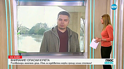 ОПАСНИ КУЧЕТА: Какви мерки трябва да се предприемат срещу безотговорните стопани?