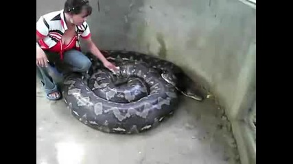 The Largest Python