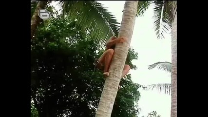 Silvia Radulova on the Coconut - tree Survivor 3 