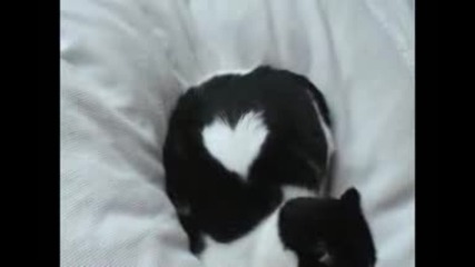 Черна Котка С Бяло Сърце!!!