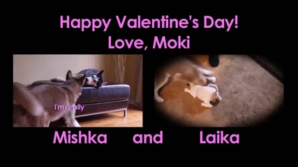 Moki needs a Valentine!!!