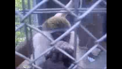 Маймуната Чичи - Бандита