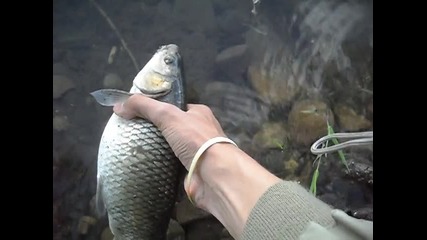 Chub C&r 2