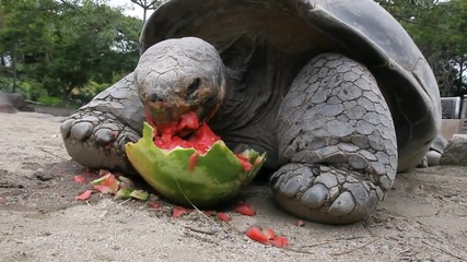 Галапагоска костенурка изяжда диня за 17 секунди ..