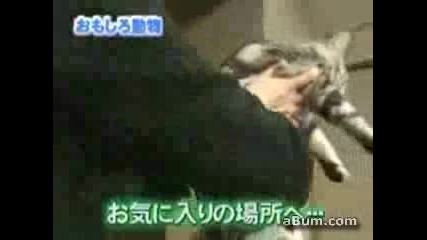 Лудата Японска Котка