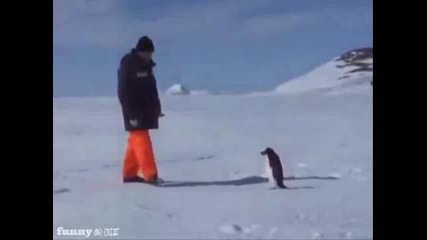Пингвин за малко да набие човек