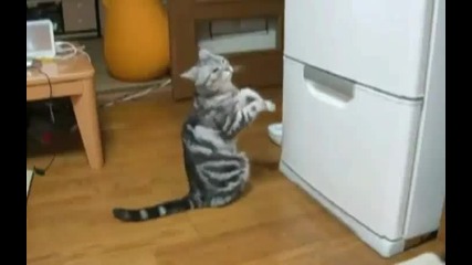 Кот отправя молитва към Хладилника