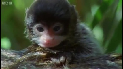 Dysfunctional families - the Emperor Tamarin - Clever Monkeys - Bbc 