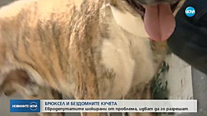Новините на NOVA (14.08.2018 - обедна емисия)