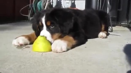 Куче си играе с лимон !!!