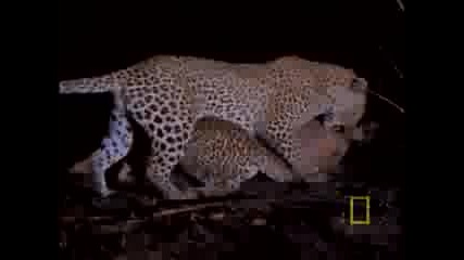 Мала Мала - Дом на Леопарда - Един хищник 