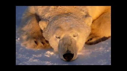 Animal Animals