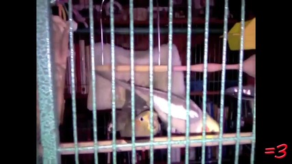 Bird Secks