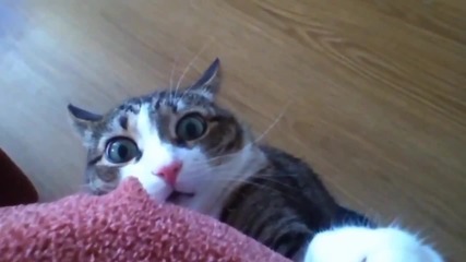 Dramatic Shocked Cat