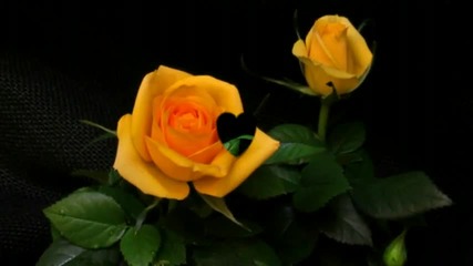 Te regalo una rosa 