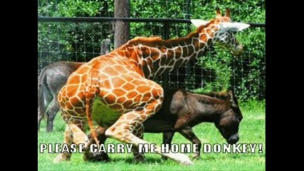 Very Funny Animals! part 3