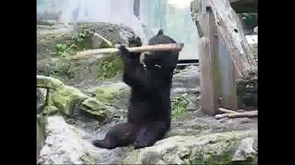 Кунг Фу мечка от Япония 