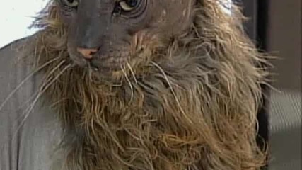 Weird True Freaky Videos - Weird Animal Planet 