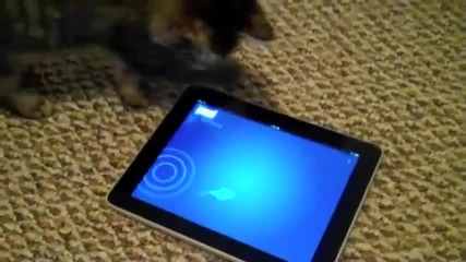 Сладко котенце играе на Ipad