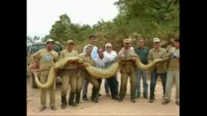 Откриха най - дългата змия в света - дълга :) 