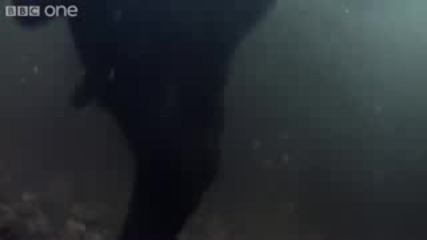 Grizzly Bears Fancy Footwork - Natures Great Events: The Great Salmon Run