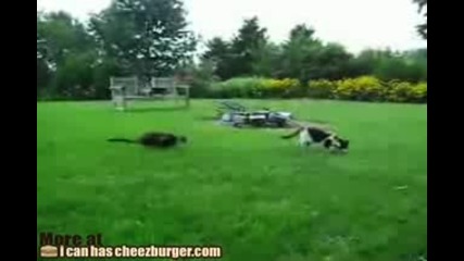 Cat Ambush