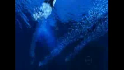 H2o Just Add Water [music Video]