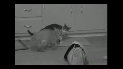 Луди Котки
