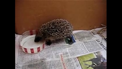 Закуската на таралежа
