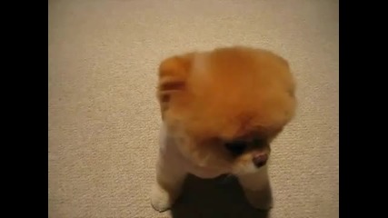 Cute Puppy :)