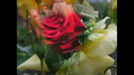 Flower Beautiful