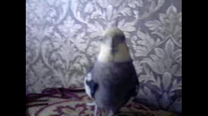 мишо 