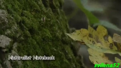 Relaxing Music & Beautiful Nature part 13 1080p Hd