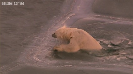 Предвижване на полярна мечка през лед