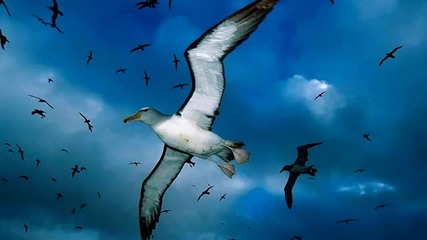 Jon Vesta - Gull